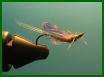 baetis sub