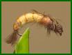 larva Hydropsyche