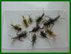 ninfe plecotteri