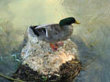 fiume sangro
