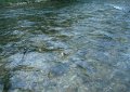 Castel-di-sangro--f-sangro--36